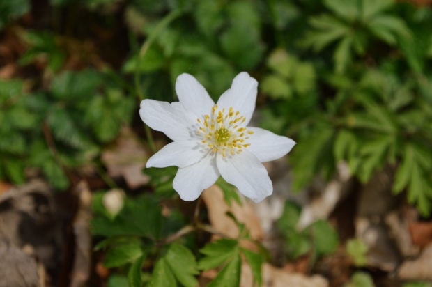 White flower - close-up