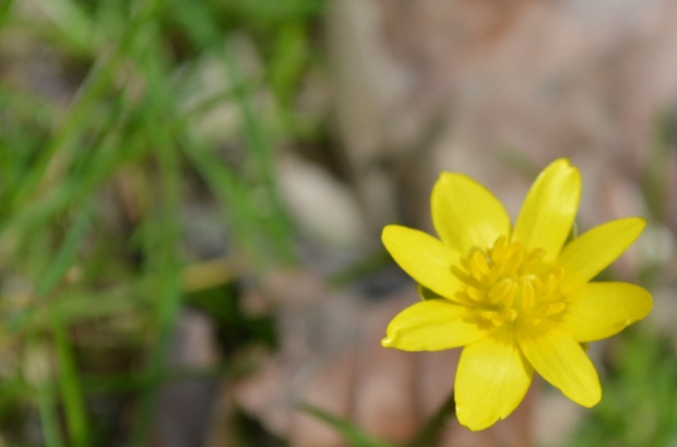 Yellow flower  - close-up