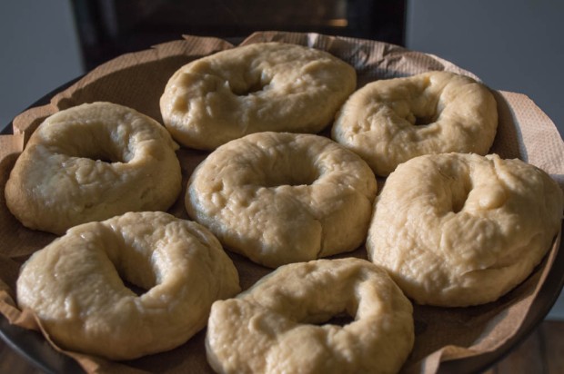 Boiled bagels on a baking tray