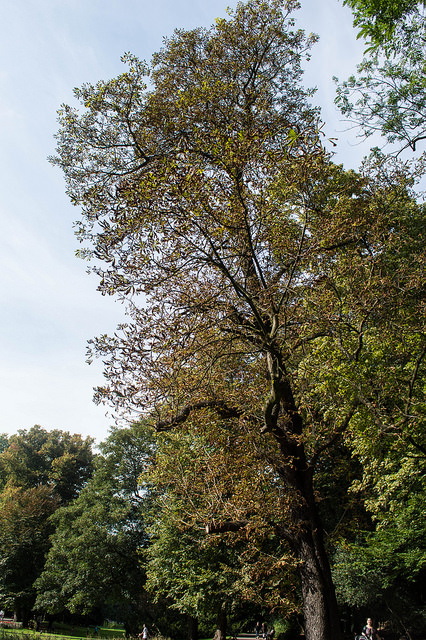 large tree with leaves that are turning brown