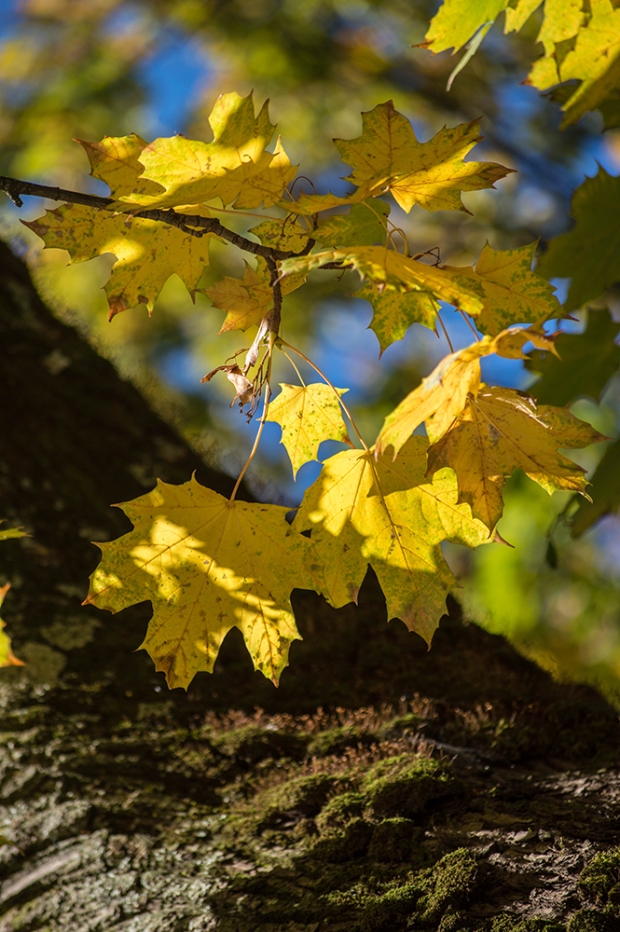 Autumn leaves - Parc Cinquentenaire