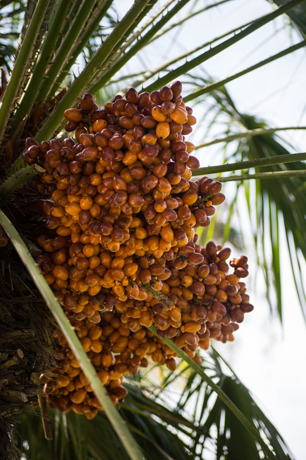 dates on a palm tree
