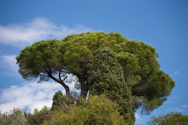 green tree against blue sky - Cassis