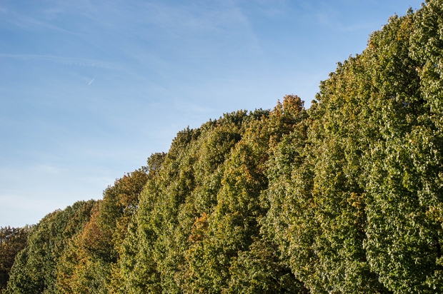 Green trees in the autumn sunshine - Parc Cinquentenaire