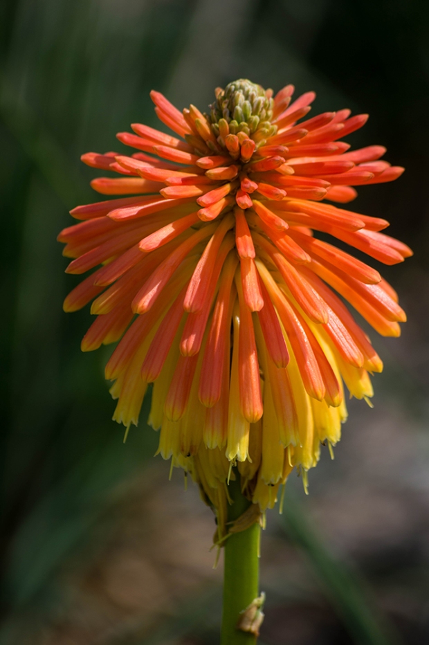 Orange spiky flower