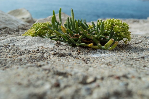 Plants growing on the sea wall - Villefranche