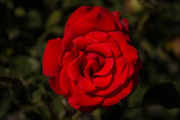 Red rose - Parc Cinquentenaire