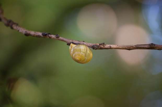 Snail hanging from a branch