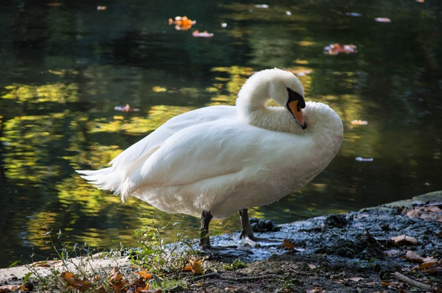 Swan cleaning itself - Parc Josaphat
