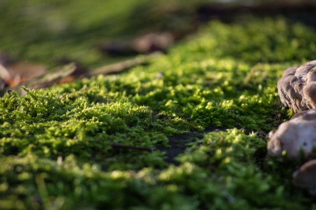 A-forest-of-moss