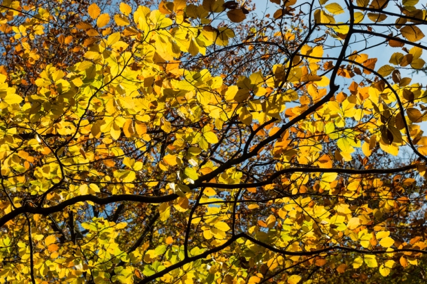 Autumn-leaves-in-sunlight