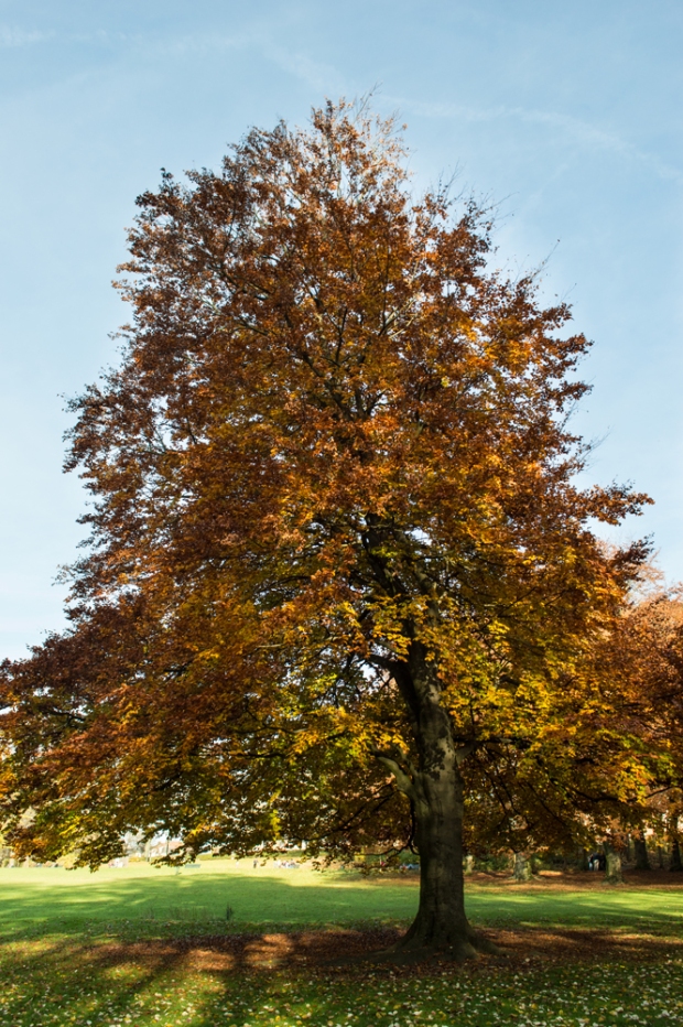 Autumn-tree-2