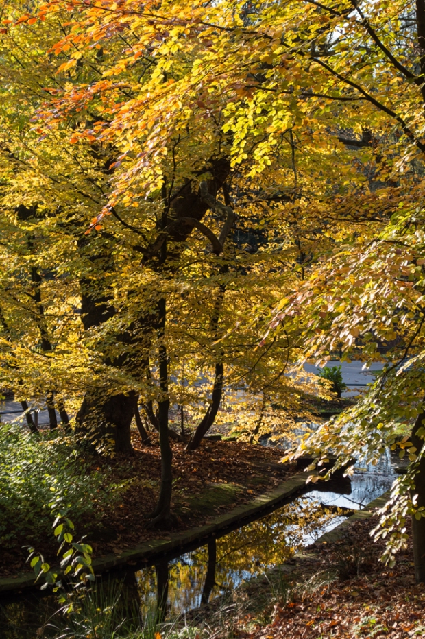Autumn-trees-and-stream