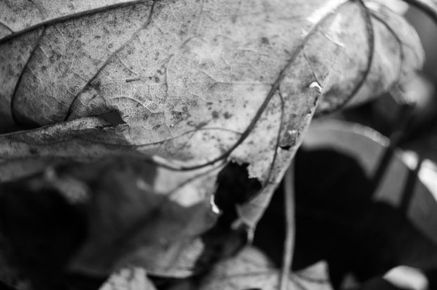Black-and-white-dead-leaf