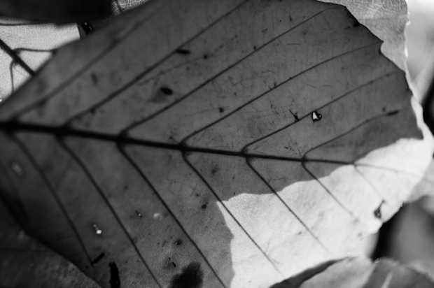 Black-and-white-leaf