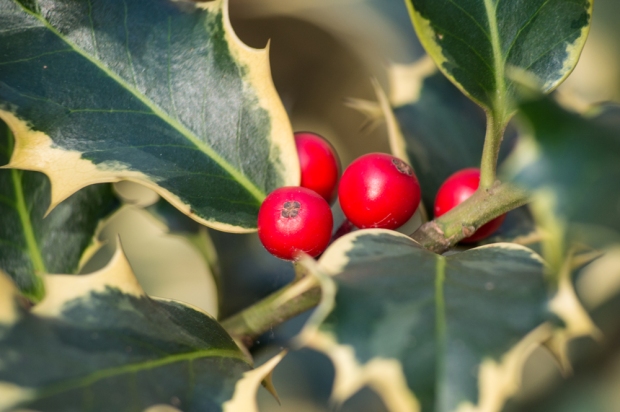 Holly-berries-macro
