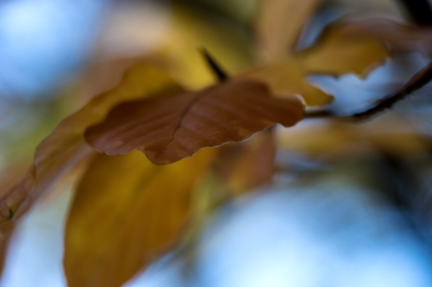 Leaf-pointing