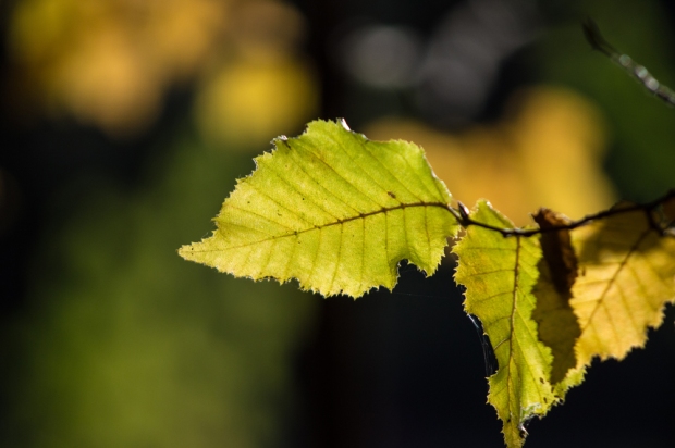 Macro-green-leaf-in-sunlight