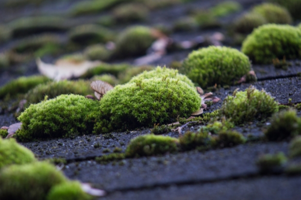 Moss-on-a-roof