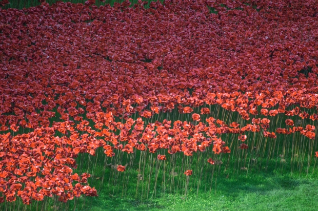 Poppies-against-green-grass