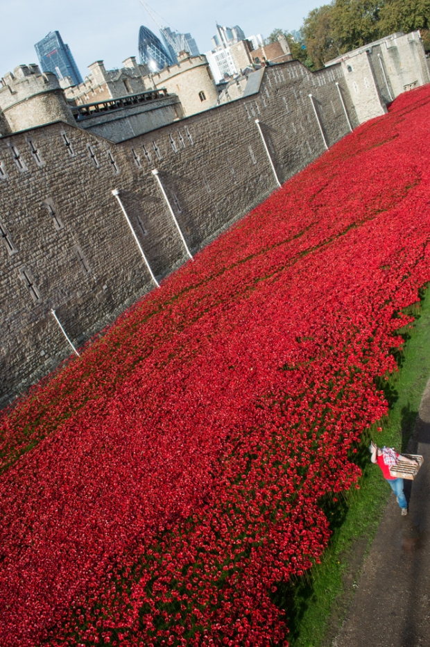 Poppies,-London,-and-a-person-for-scale
