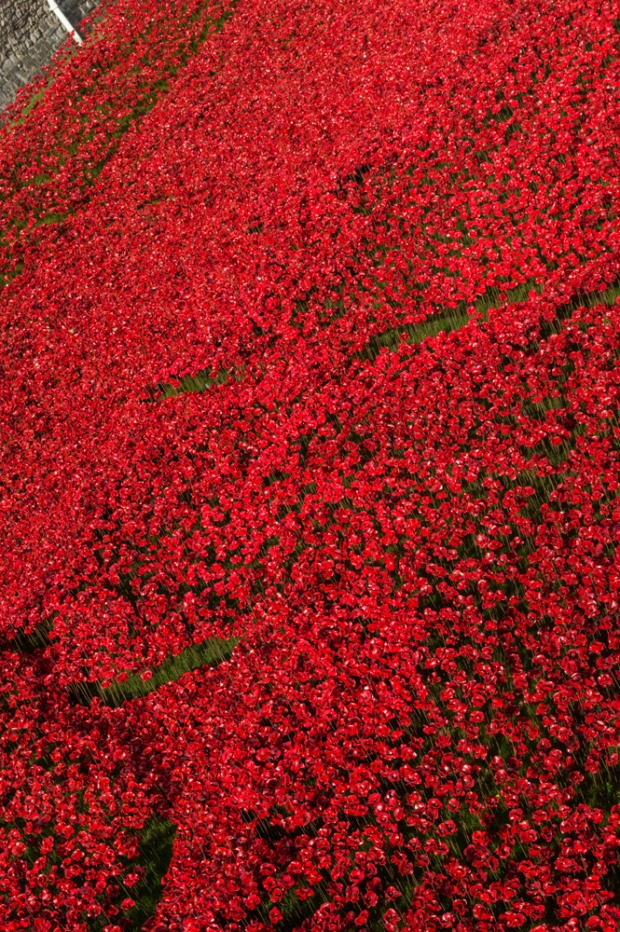 Sea-of-red-poppies