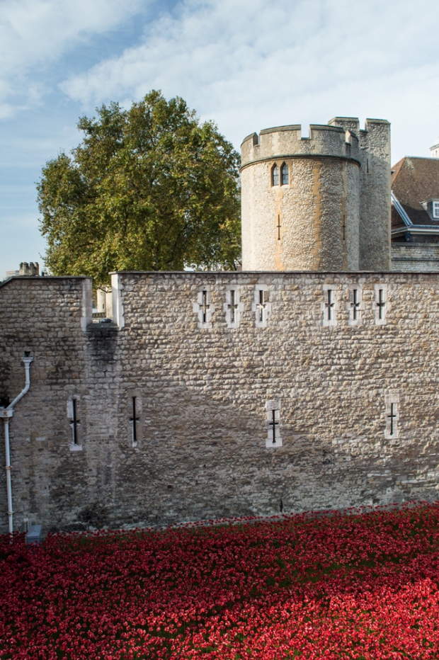 Tower-of-London-and-poppies