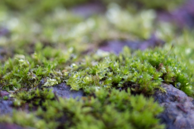 Water-droplets-on-moss