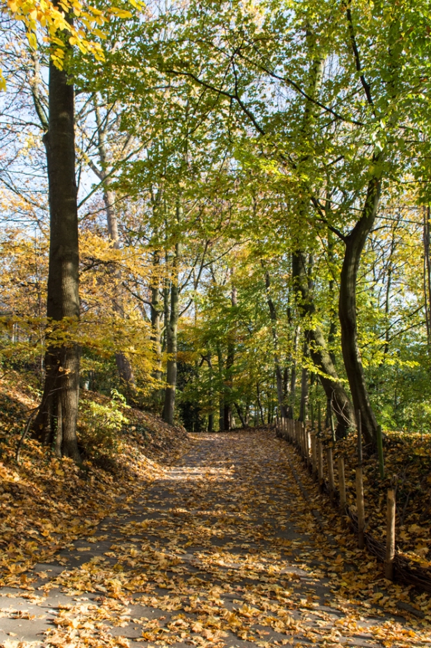 Woodland-path