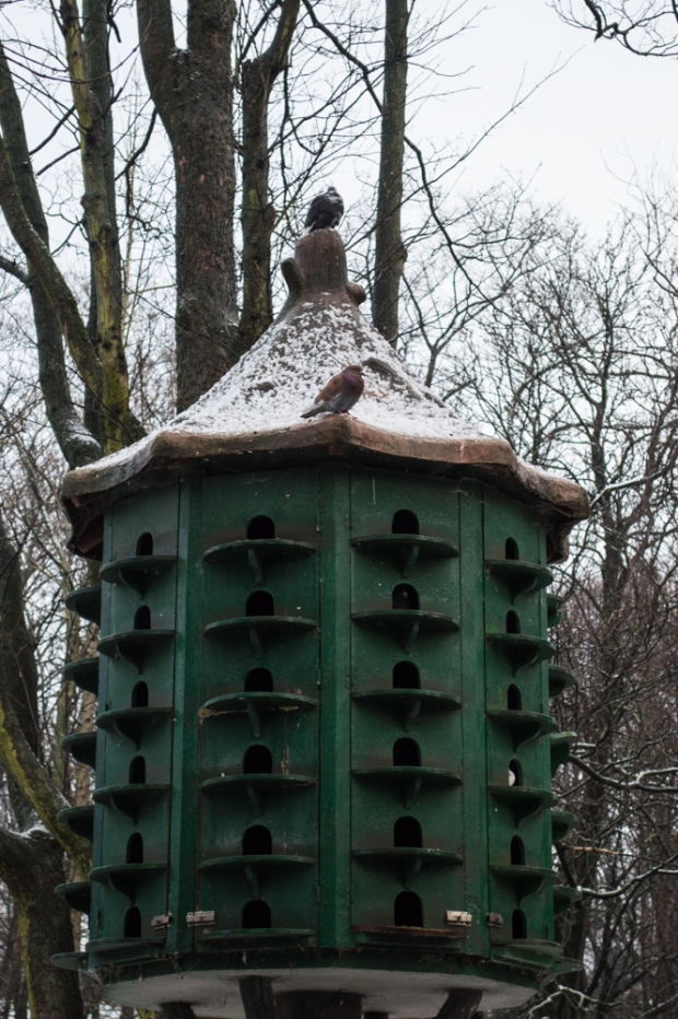 cold pigeons - Parc Josaphat - Jan 2015