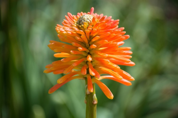 Spiky orange flower